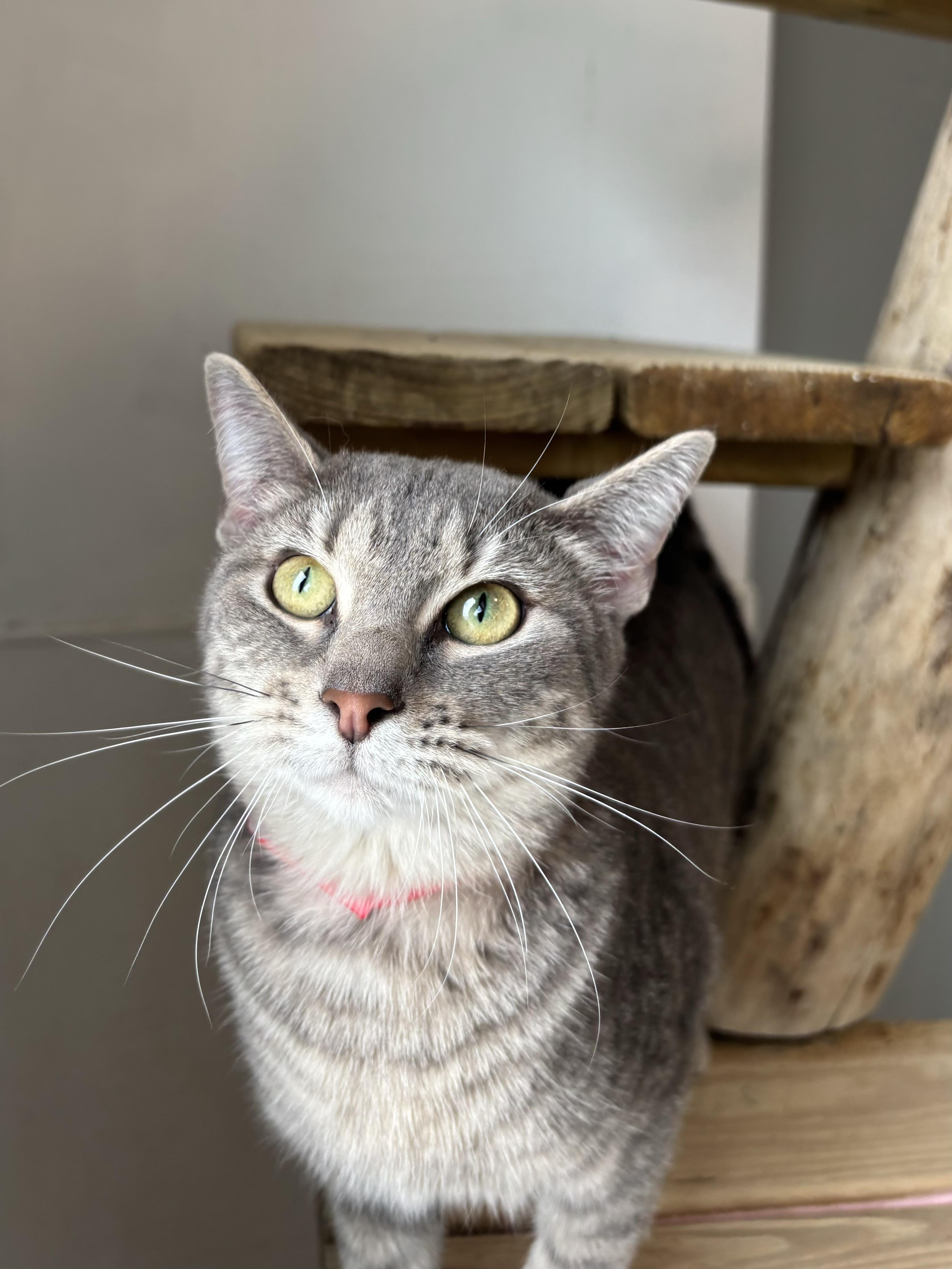 Saratoga, Adoptable, Young Female Domestic Short Hair.