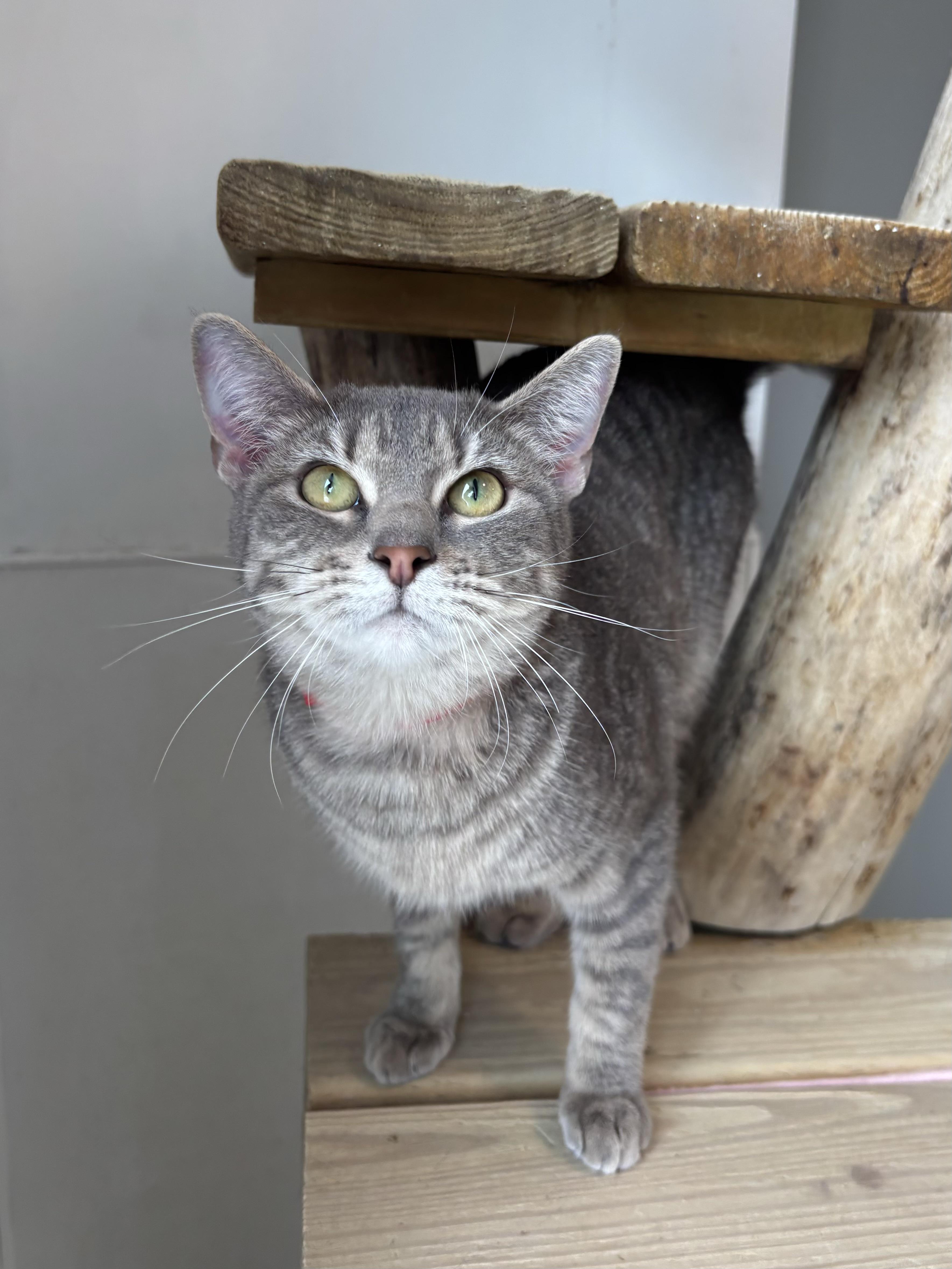 Saratoga, a Adoptable Domestic Short Hair in Chicago, IL image 2/6