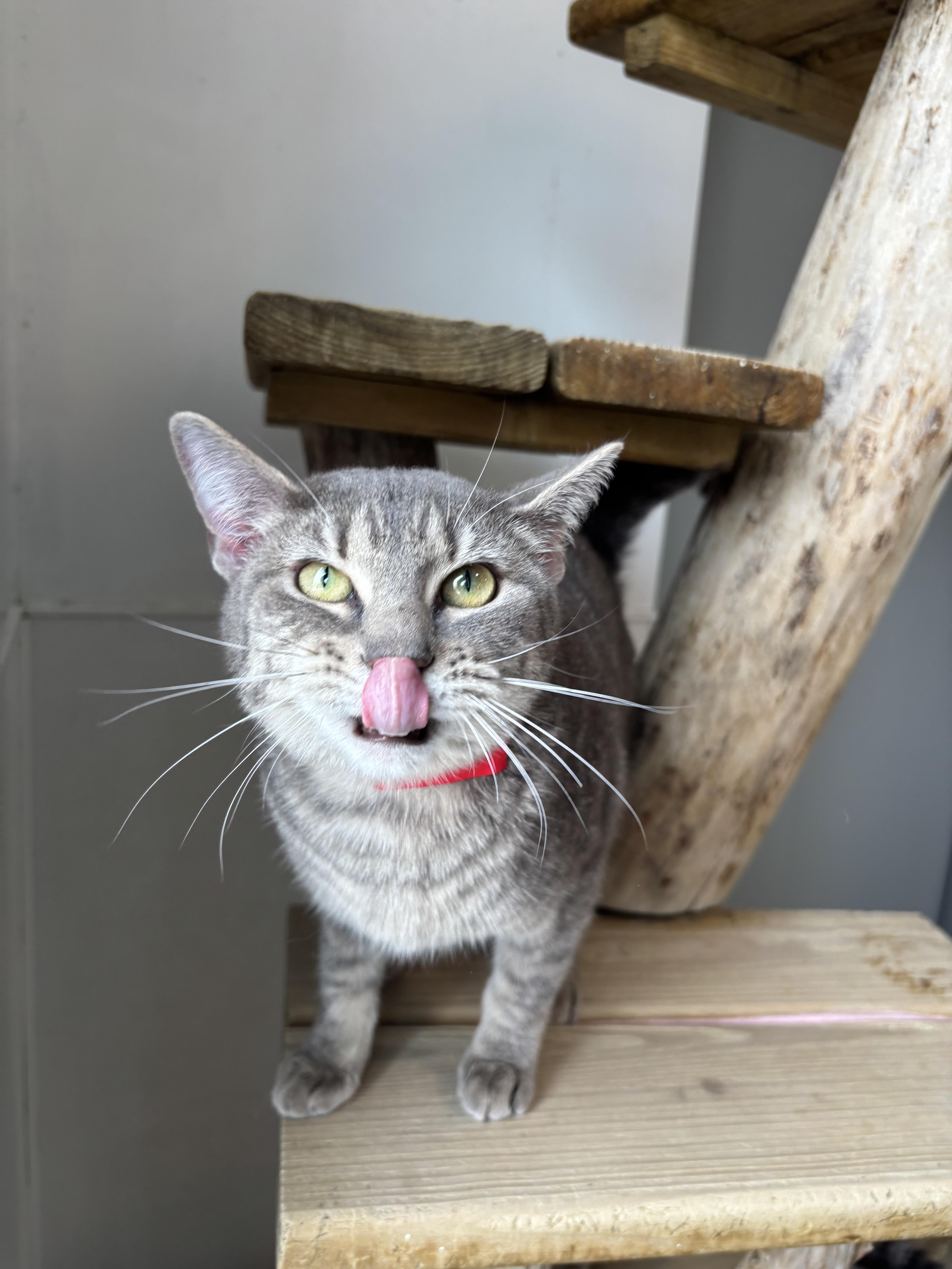 Saratoga, a Adoptable Domestic Short Hair in Chicago, IL image 5/6