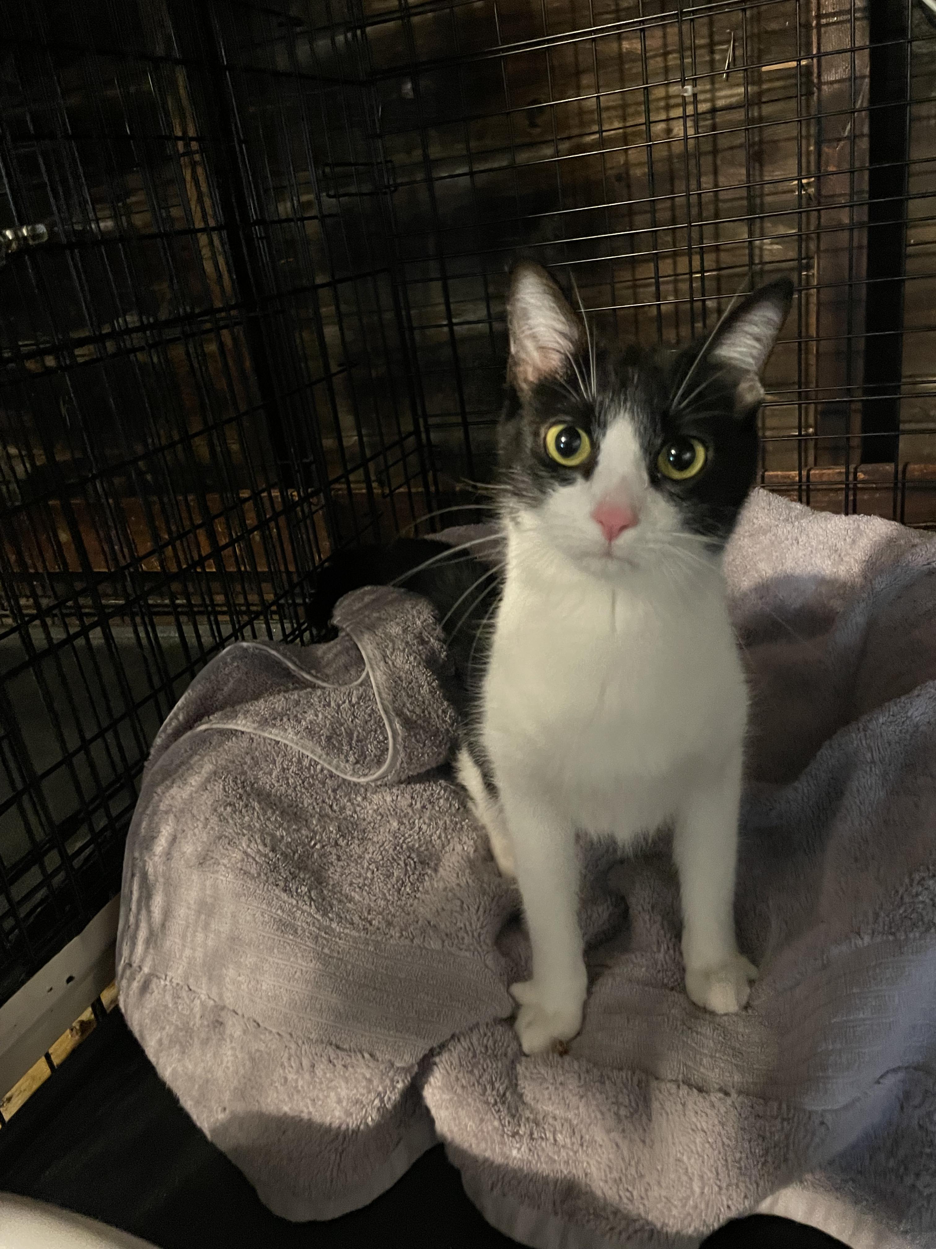 Dixie, ADOPTABLE, Young Female Domestic Short Hair.