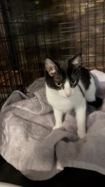 Enlarge Dixie, a ADOPTABLE Domestic Short Hair in Kent, OH video 1/2
