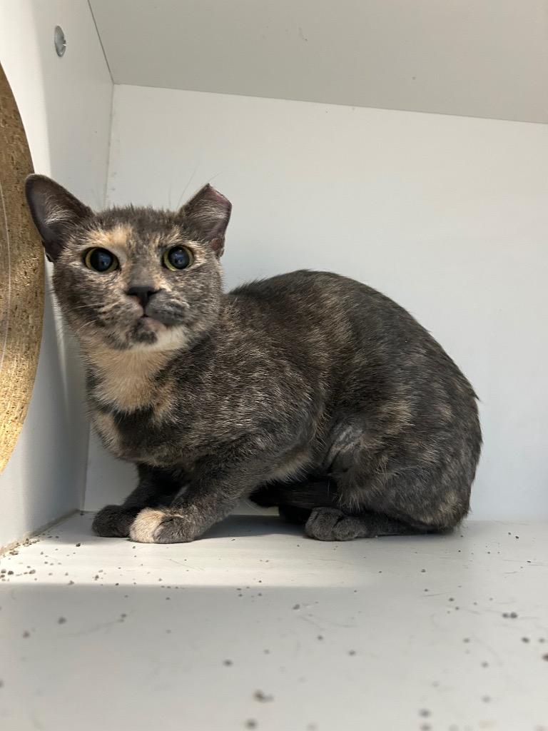 Enlarge Ari, a Adoptable mixed breed in Newcastle, OK image 1/1