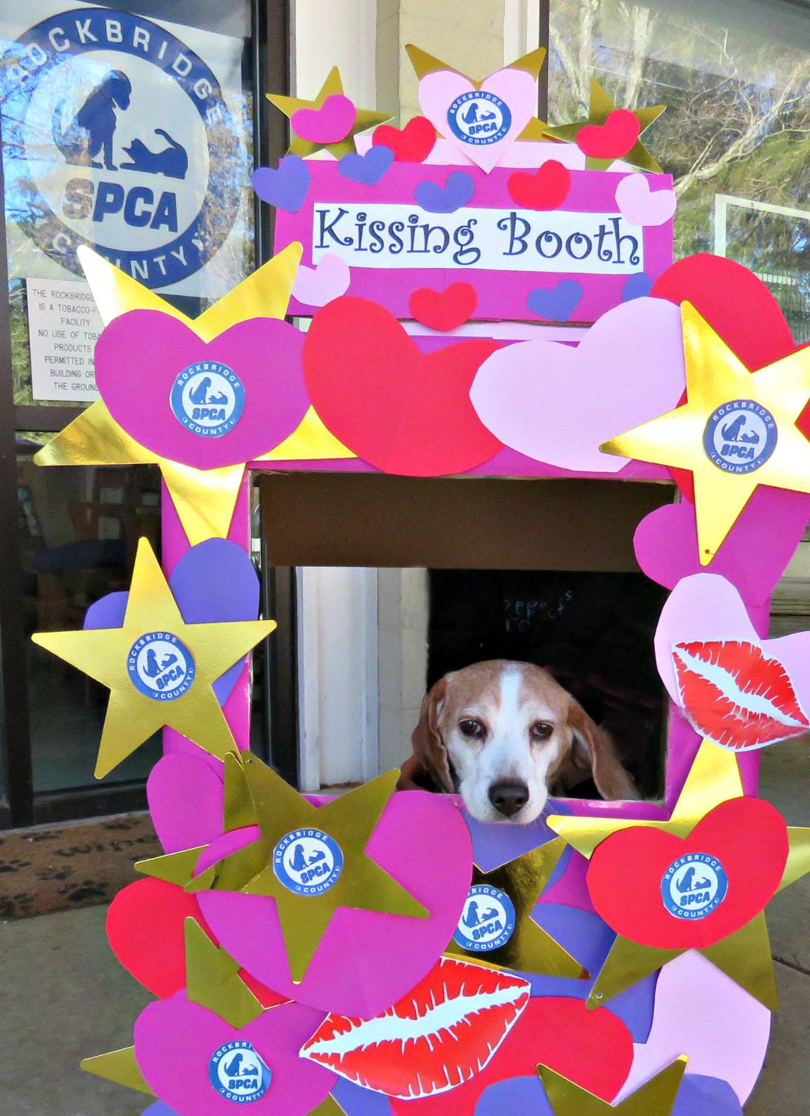 Enlarge Waldo, a ADOPTABLE Beagle in Lexington, VA image 2/2