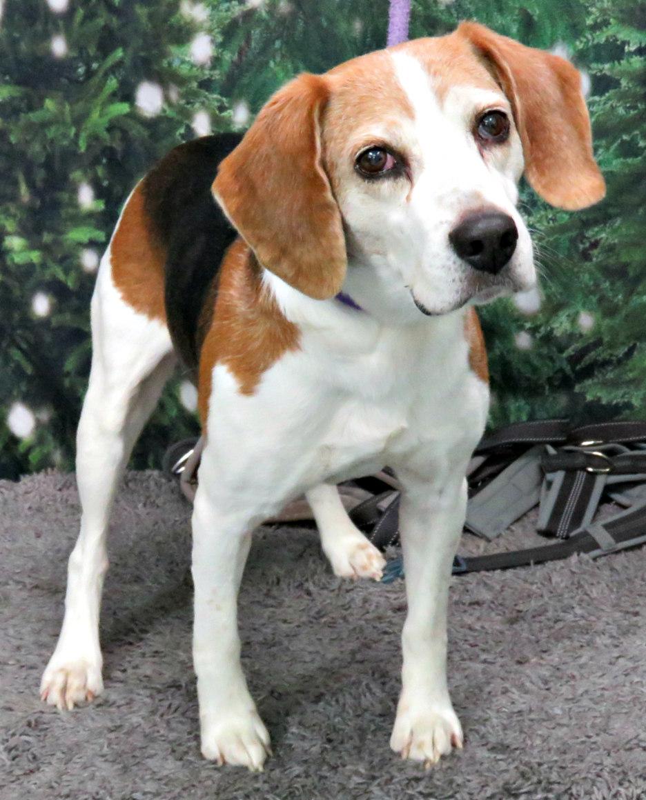 Enlarge Waldo, a ADOPTABLE Beagle in Lexington, VA image 1/2