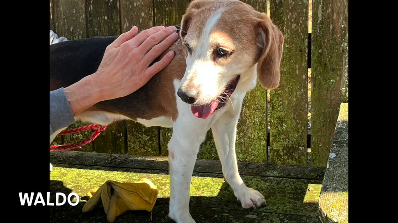 Enlarge Waldo, a ADOPTABLE Beagle in Lexington, VA video 3/3