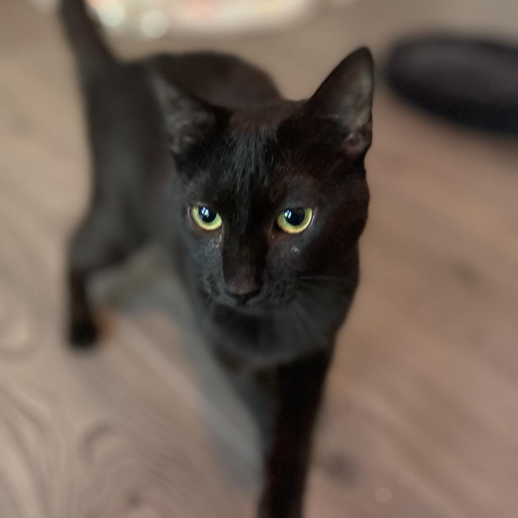Enlarge Luciana, a Adoptable Domestic Short Hair in Cumming, GA image 1/2