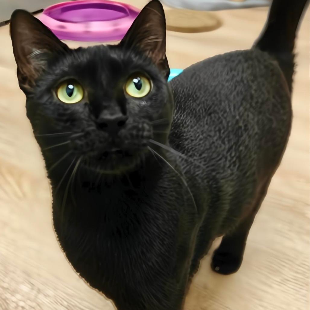 Enlarge Luciana, a Adoptable Domestic Short Hair in Cumming, GA image 2/2