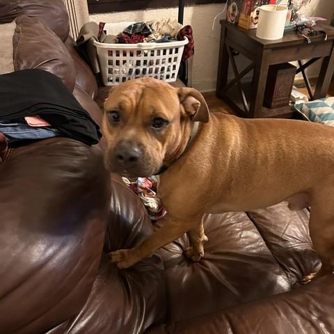 Captain Courtesy Listed, a ADOPTABLE Mixed Breed in Midland, MI image 2/2