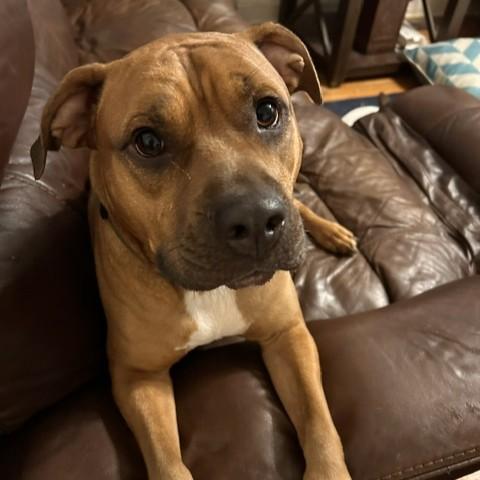 Captain Courtesy Listed, ADOPTABLE, Adult Male Mixed Breed.