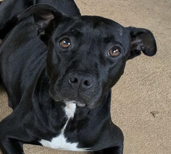 'Resa, ADOPTABLE, Young Female Pit Bull Terrier & Labrador Retriever.