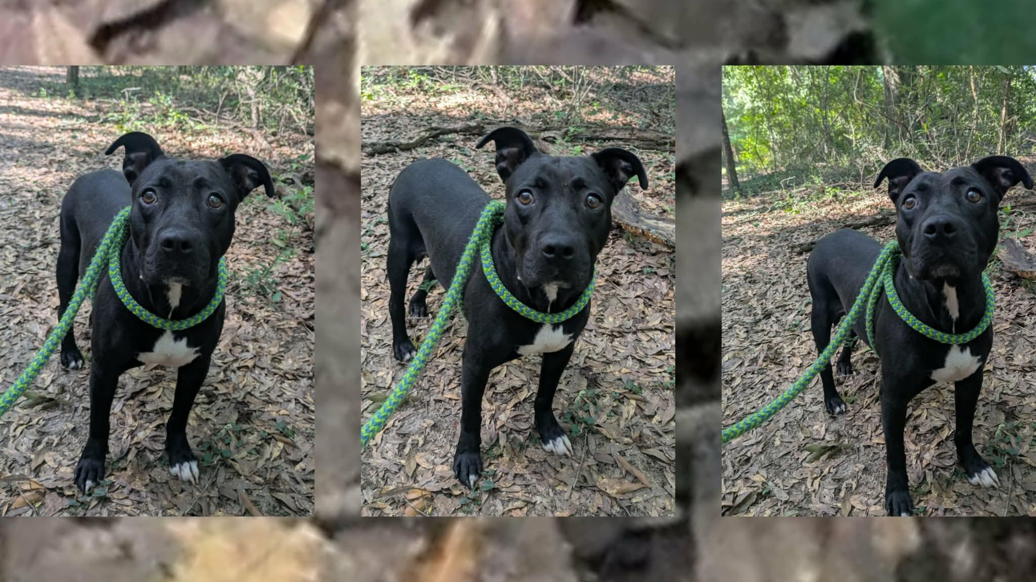 Enlarge 'Resa, a ADOPTABLE mixed breed in Ozark, AL image 4/4
