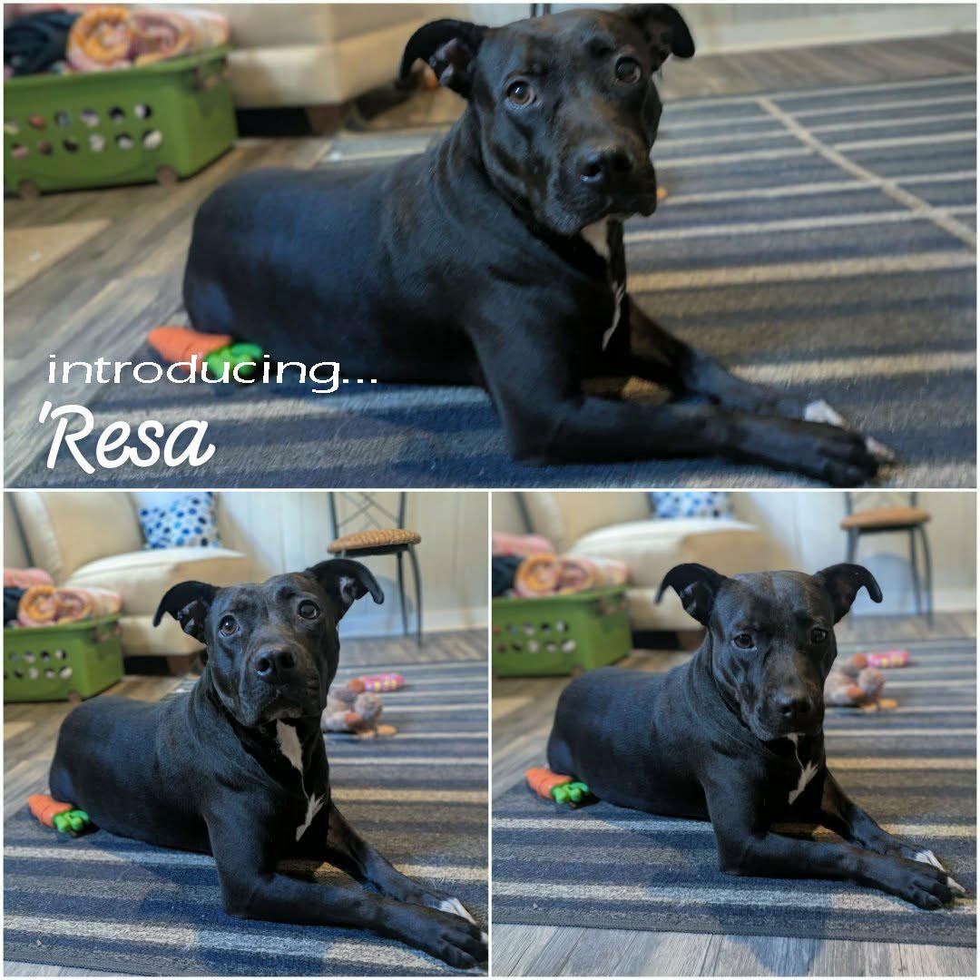 Enlarge 'Resa, a ADOPTABLE mixed breed in Ozark, AL image 2/4