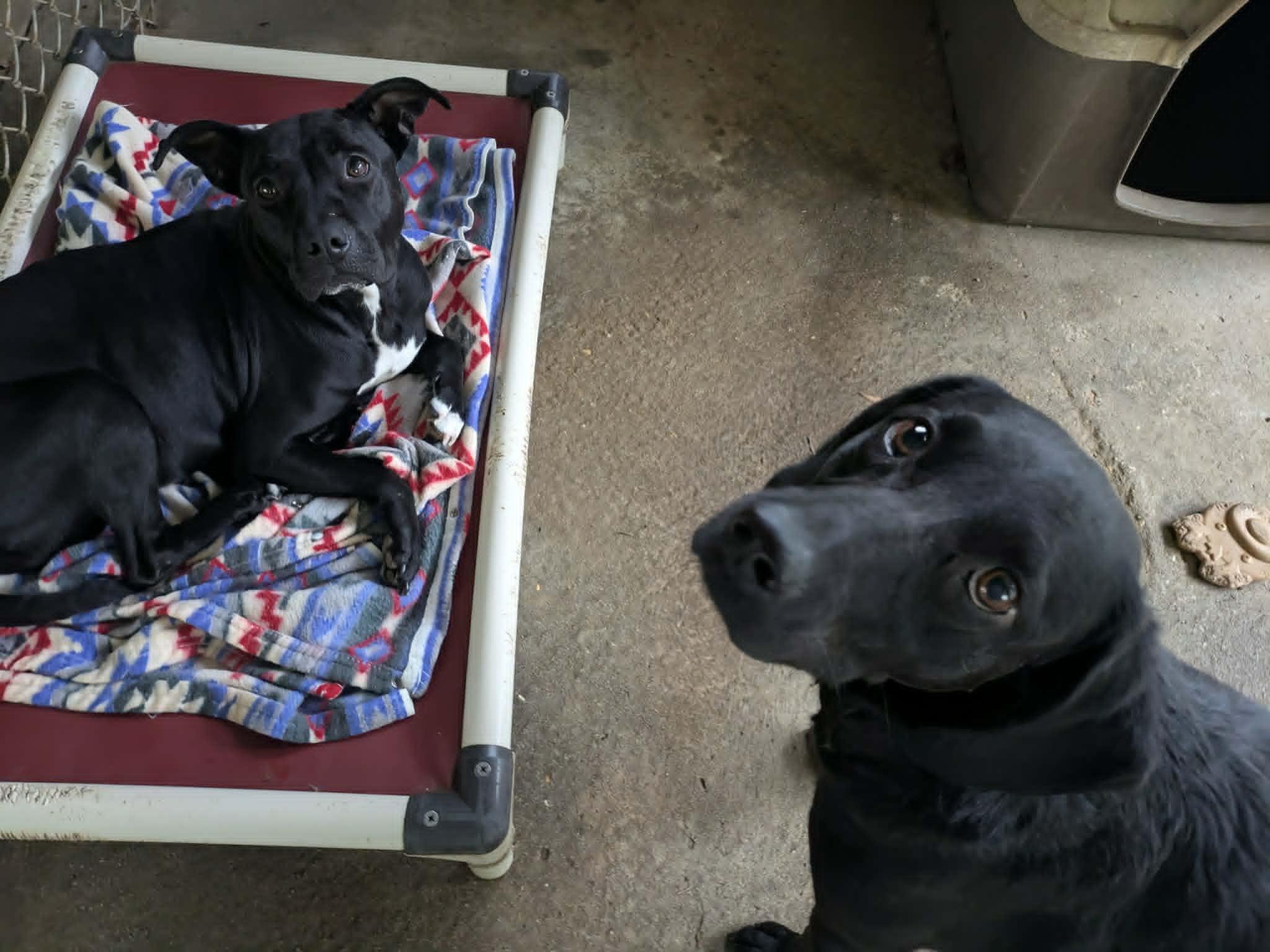 Enlarge 'Resa, a ADOPTABLE mixed breed in Ozark, AL image 3/4
