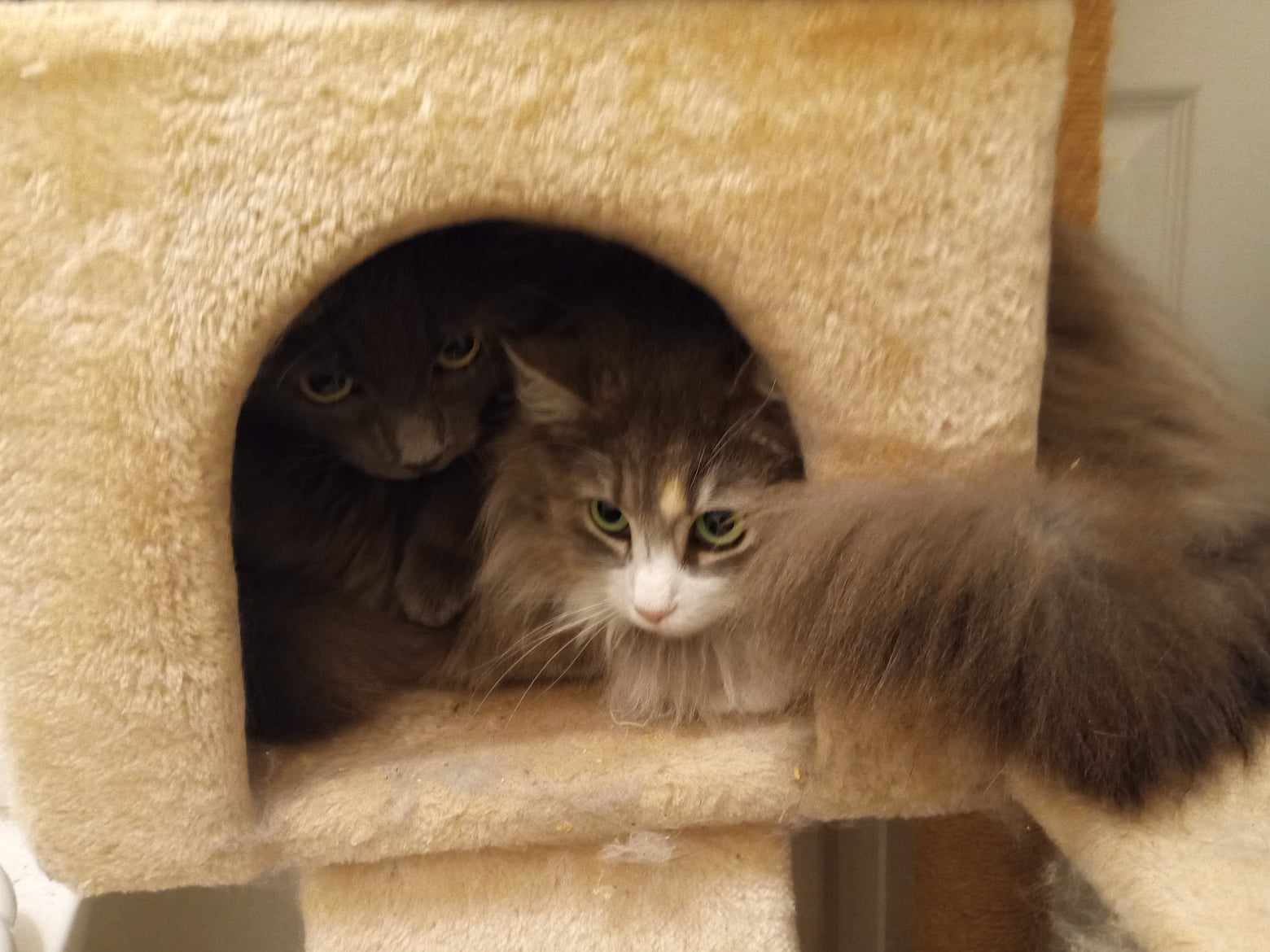 Coal (Fuzzy Pants) and Fuzzy, a Adoptable Nebelung in North Myrtle Beach, SC image 2/3