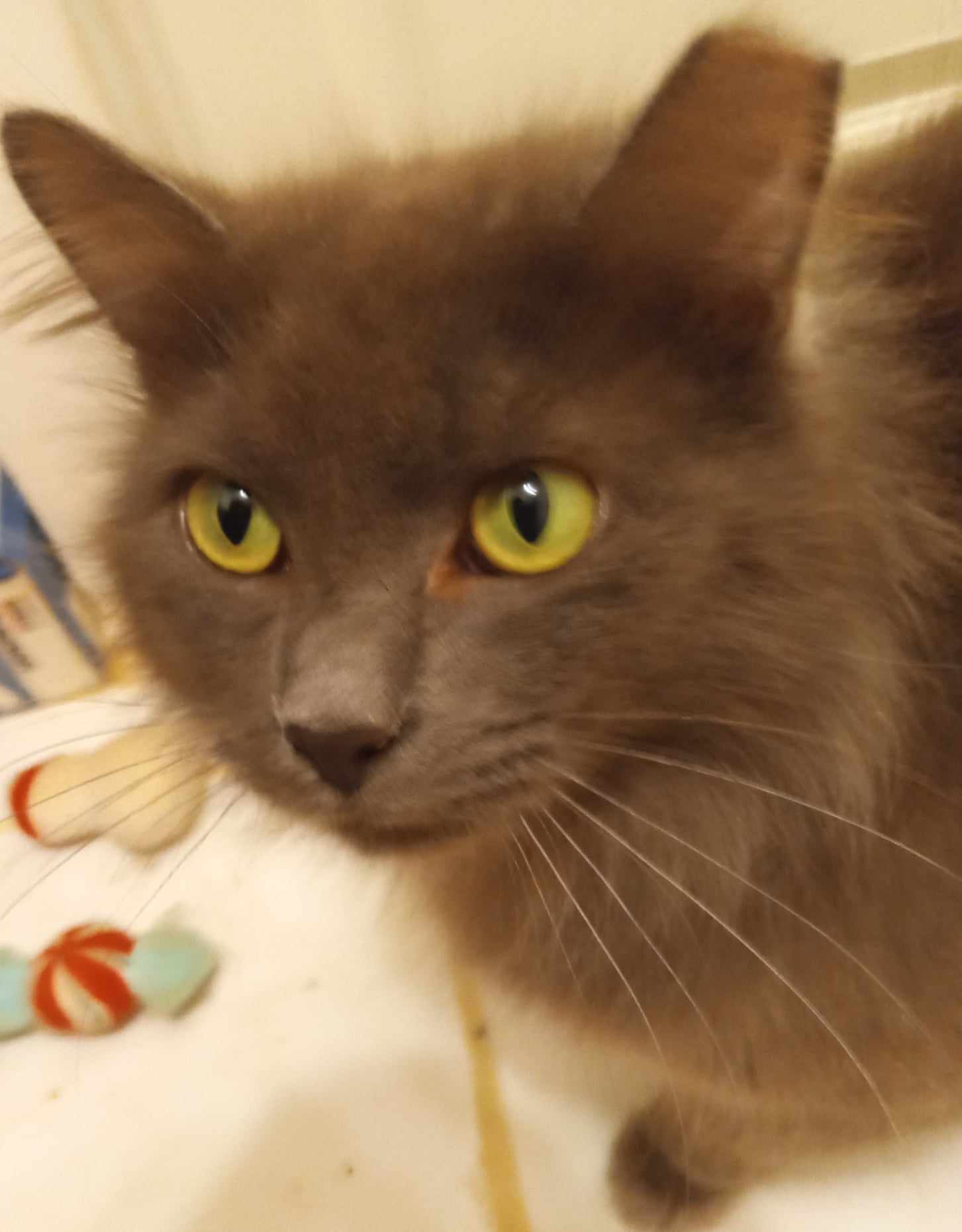 Coal (Fuzzy Pants) and Fuzzy, a Adoptable Nebelung in North Myrtle Beach, SC image 3/3