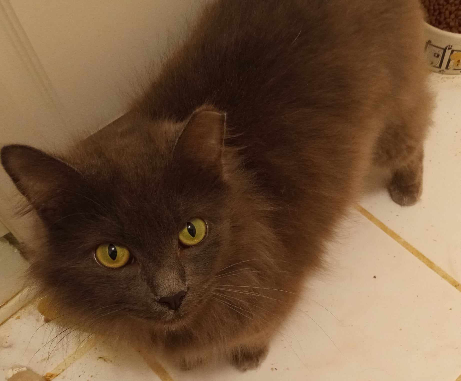 Coal (Fuzzy Pants) and Fuzzy, Adoptable, Young Male Nebelung.