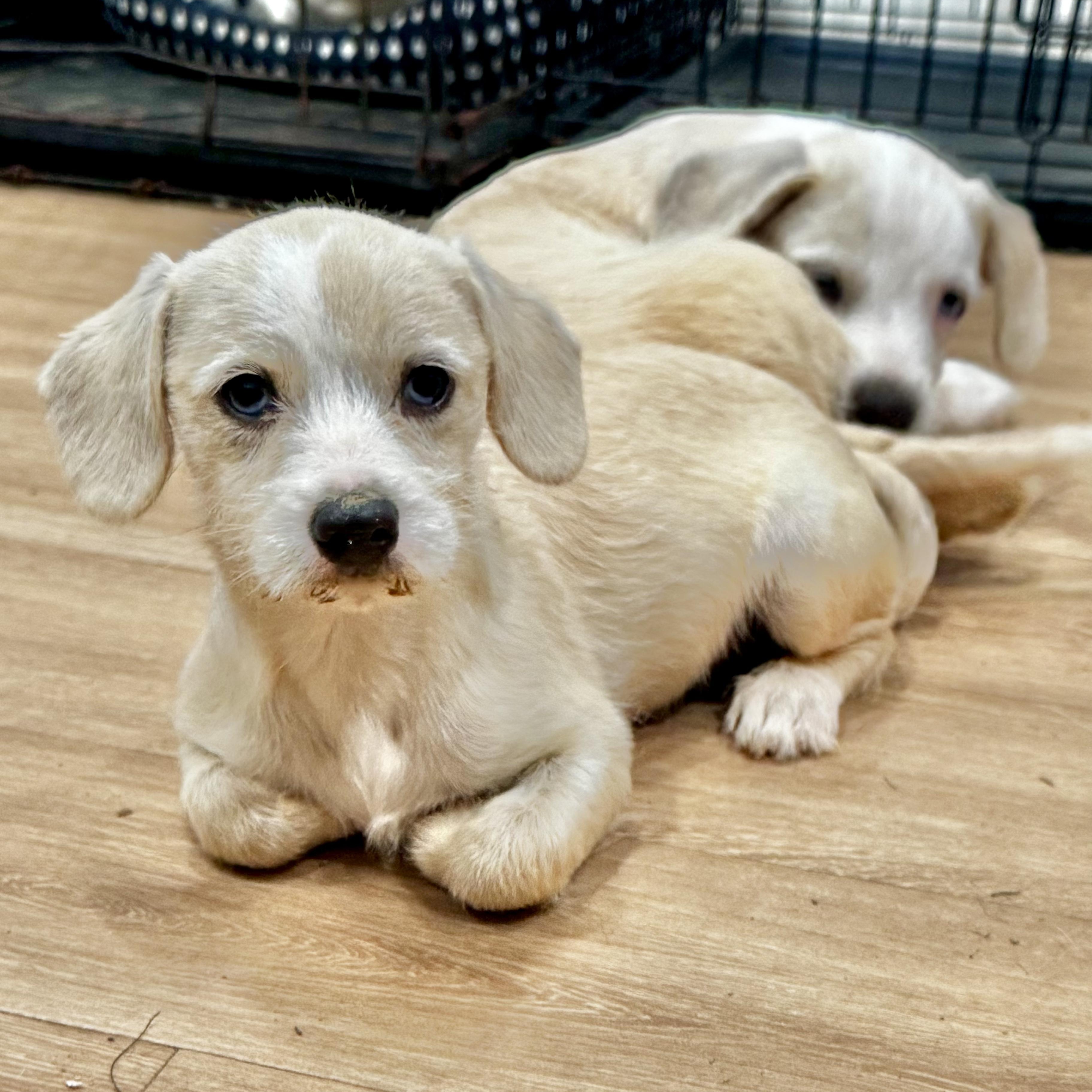 Frances, an adopted mixed breed in Brentwood, TN image 5/6