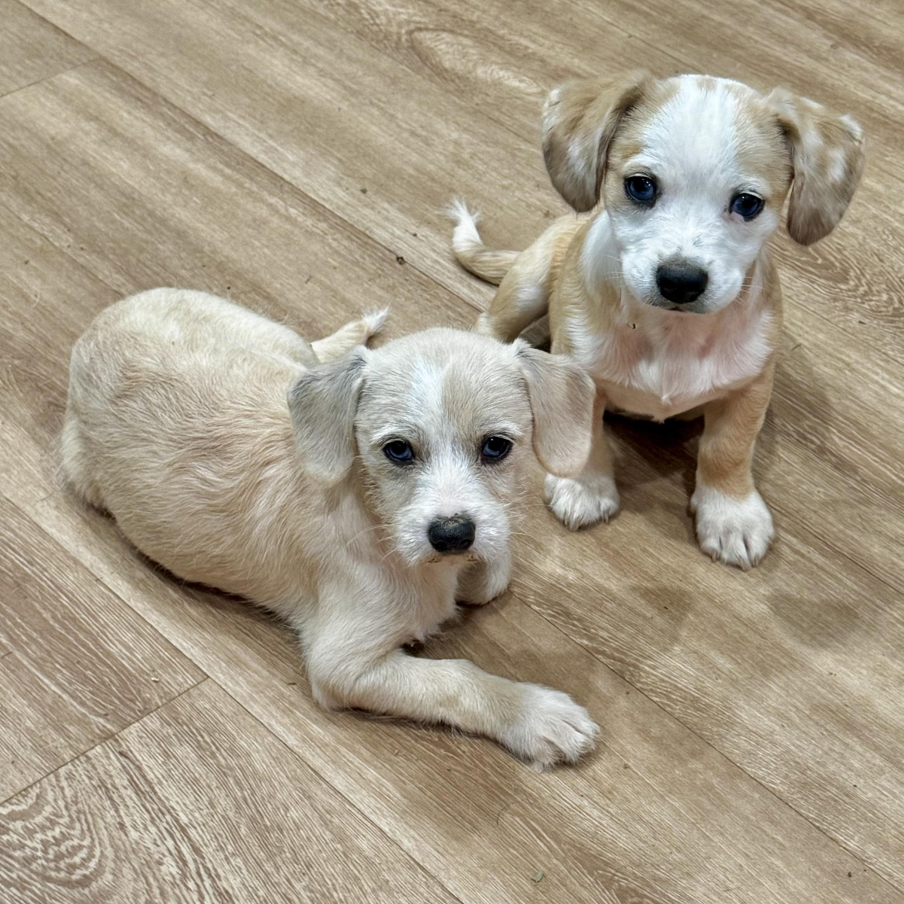 Frances, an adopted mixed breed in Brentwood, TN image 2/6
