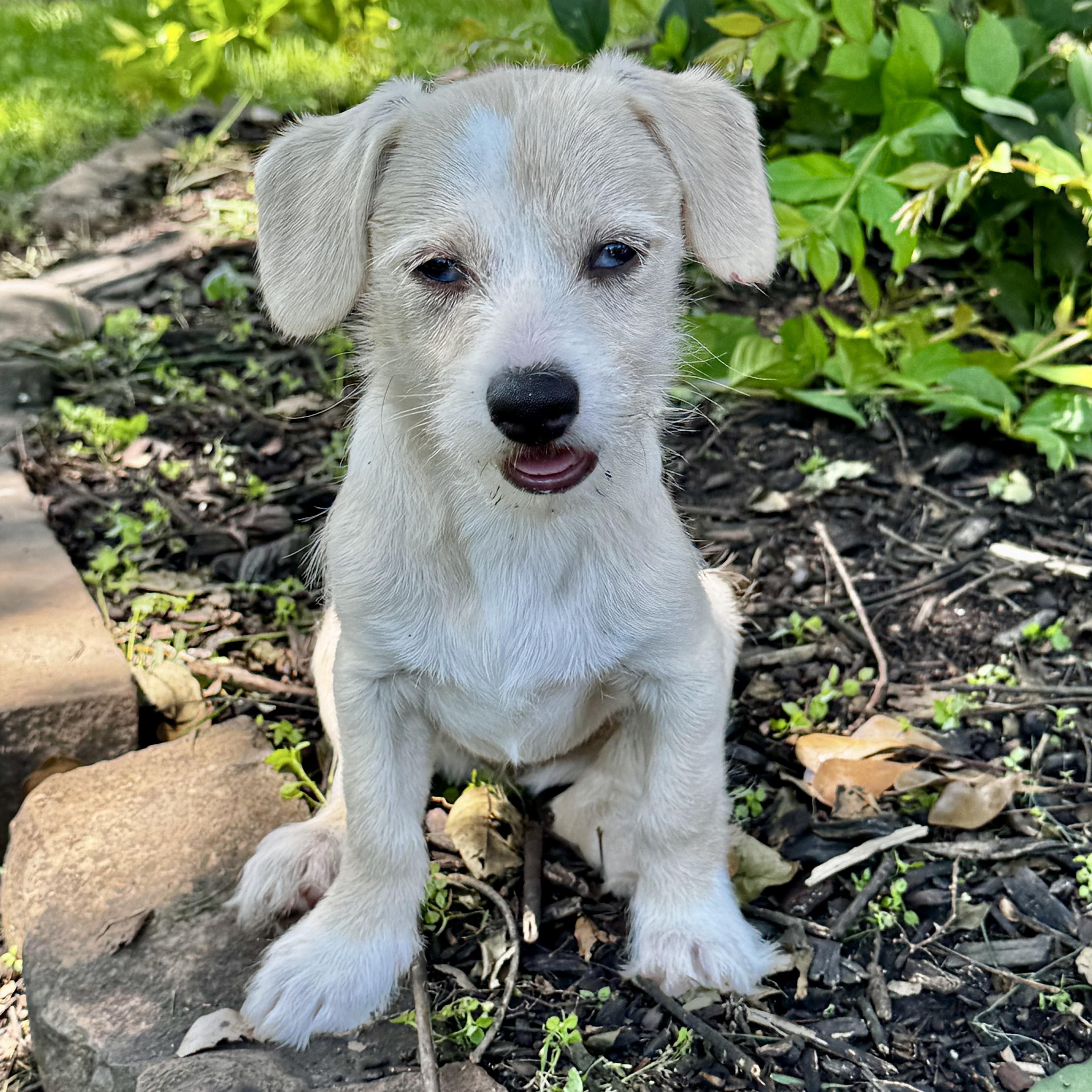 Frances, an adopted mixed breed in Brentwood, TN image 1/6