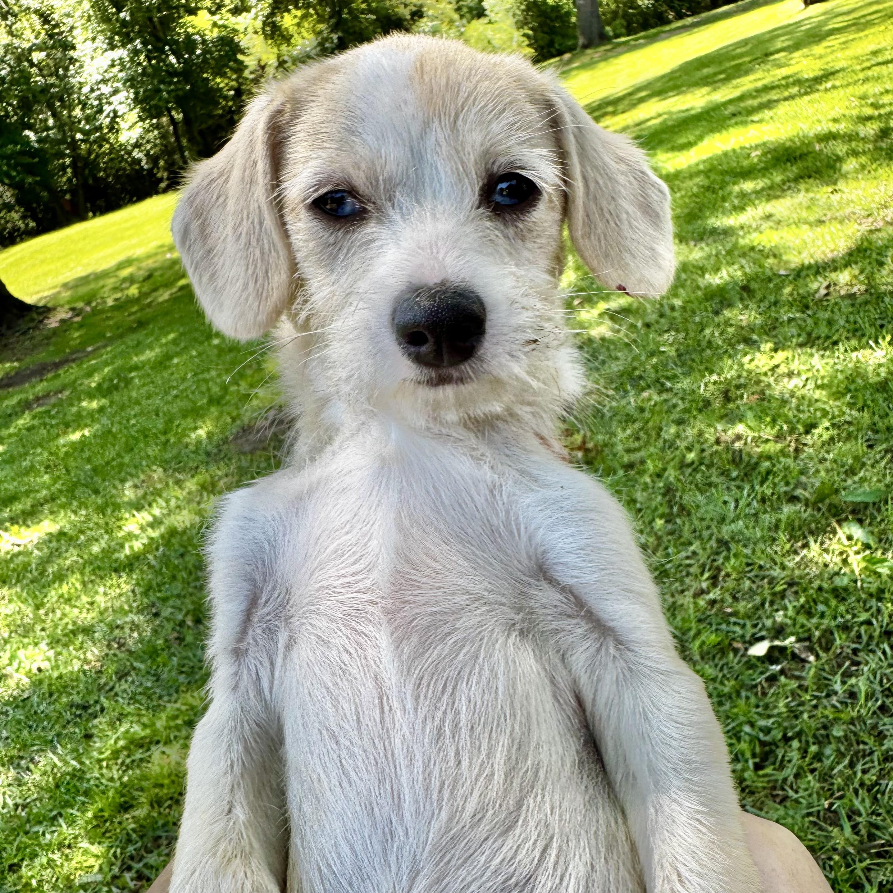 Frances, an adopted mixed breed in Brentwood, TN image 4/6