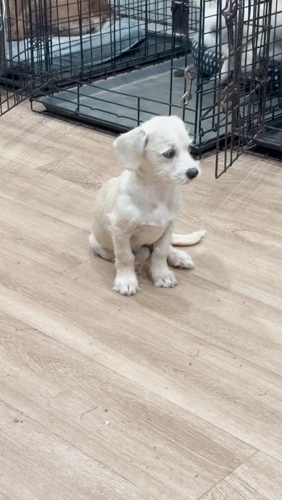 Enlarge Frances, an adopted mixed breed in Brentwood, TN video 3/6