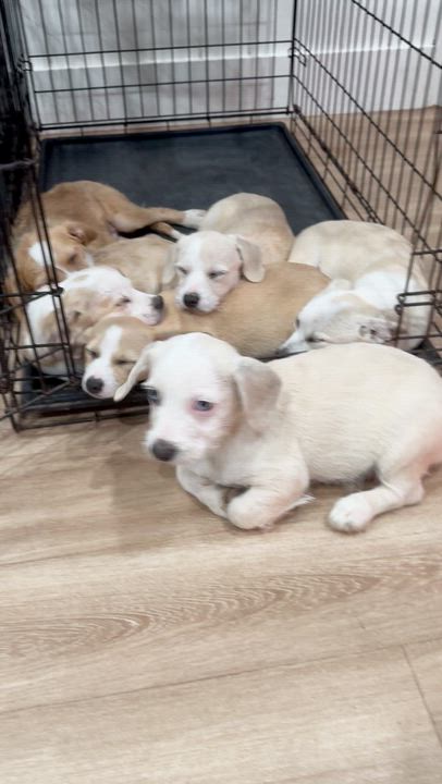 Enlarge Frances, an adopted mixed breed in Brentwood, TN video 6/6