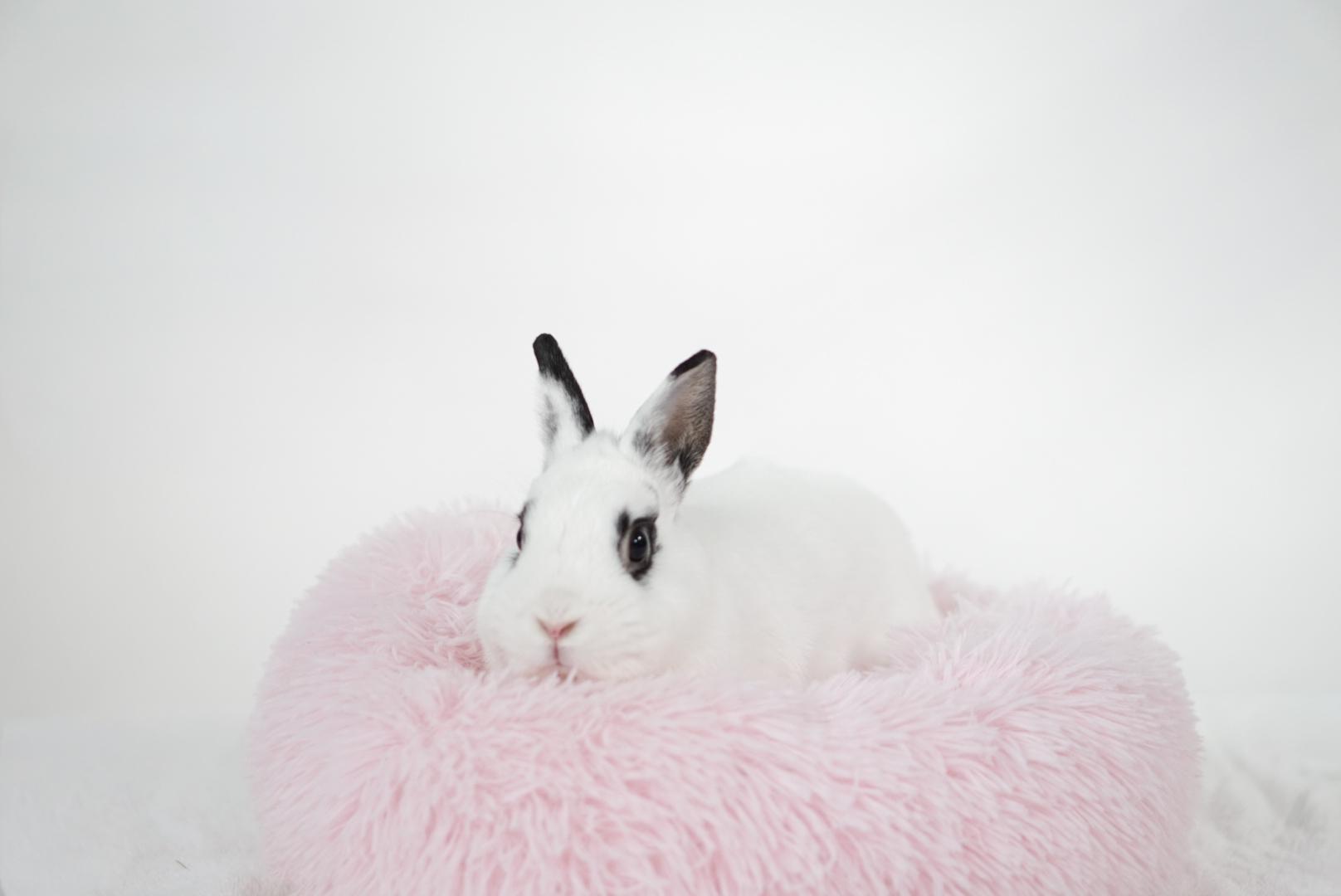 Napoleon, adopted, Young Male Dwarf.