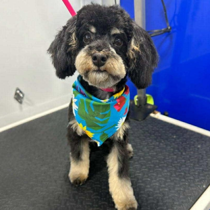 TEDDY, an adoptable Maltipoo in Dallas, TX, 75205 | Photo Image 1