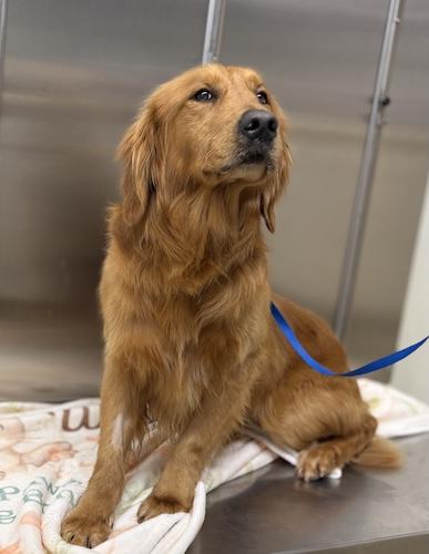 Ryder #6 — thumbnail 2