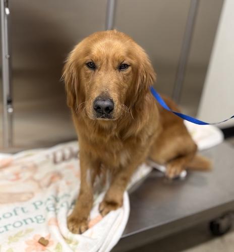 Ryder #6 — thumbnail 3