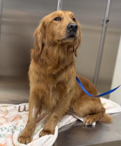 Ryder #6 — thumbnail 4