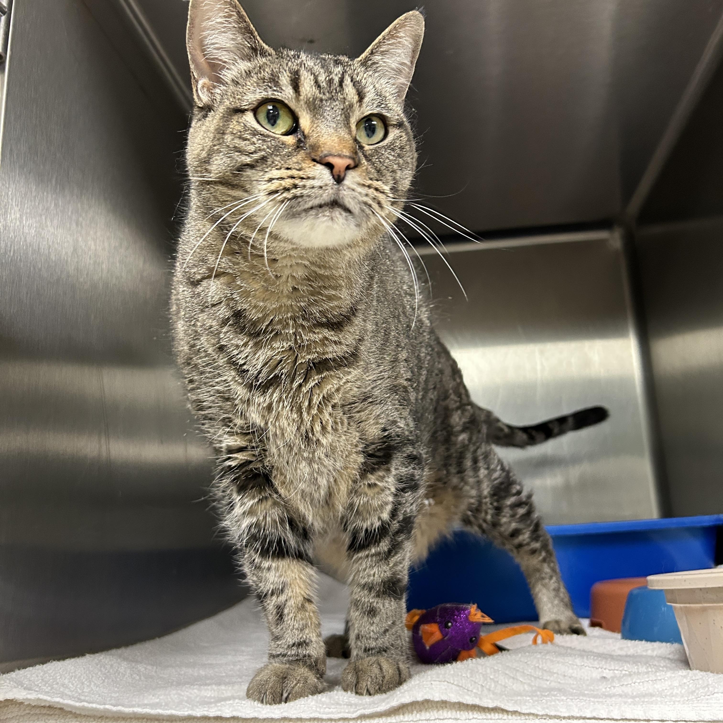 Bei Bei, ADOPTABLE, Adult Female Domestic Short Hair.