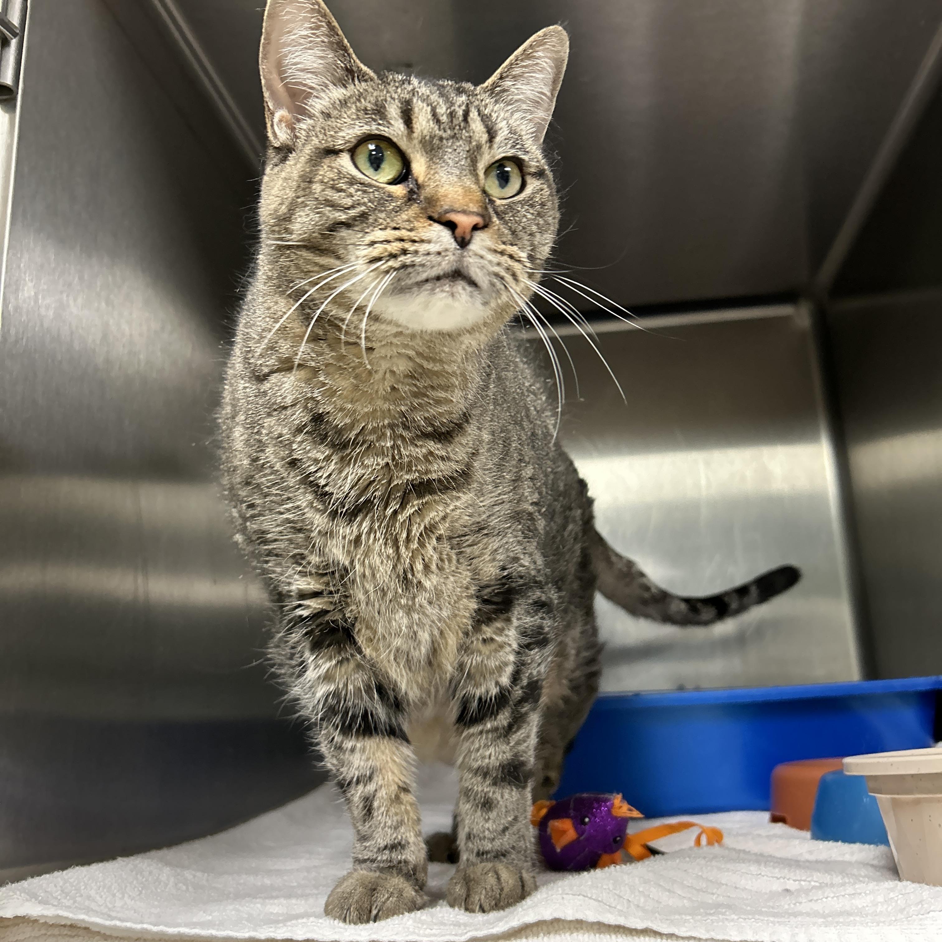 Enlarge Bei Bei, a ADOPTABLE Domestic Short Hair in La Grange Park, IL image 2/4