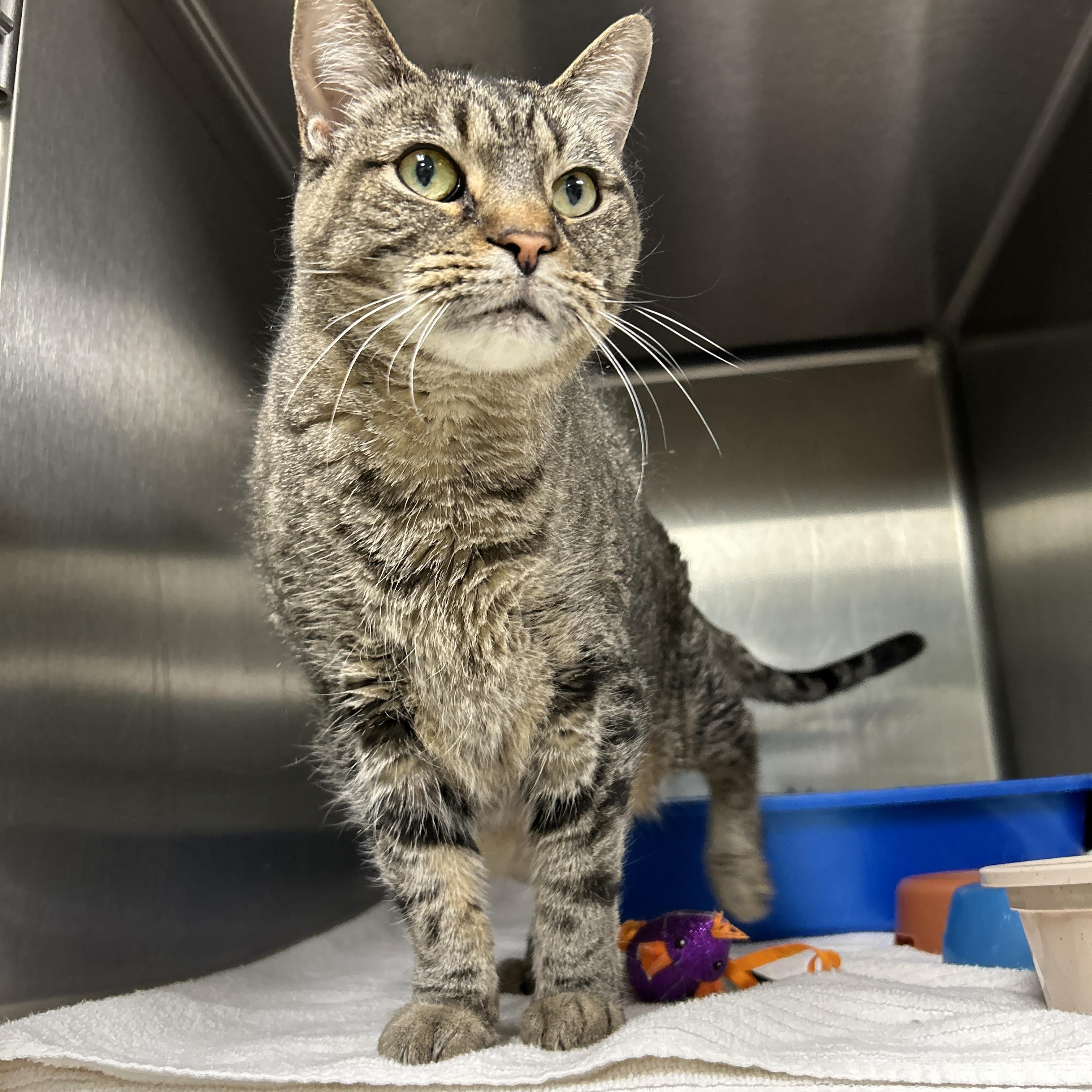 Enlarge Bei Bei, a ADOPTABLE Domestic Short Hair in La Grange Park, IL image 3/4