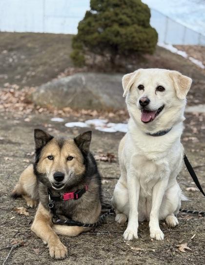 Enlarge Kira, a Adoptable mixed breed in Lowell, MA image 1/3