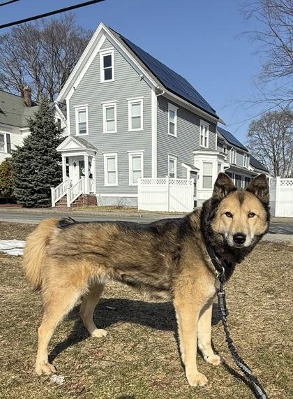 Kira, Adoptable, Adult Female Siberian Husky & Mixed Breed.