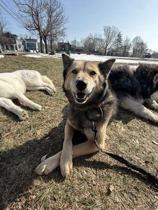 Enlarge Kira, a Adoptable mixed breed in Lowell, MA image 3/3