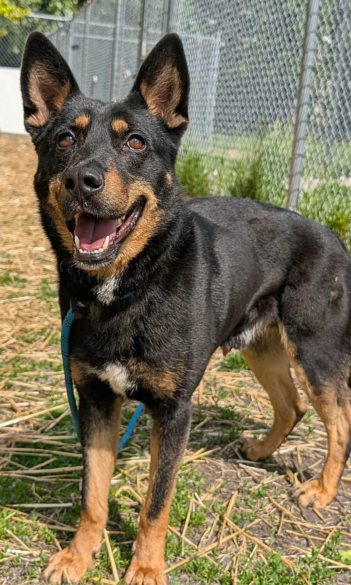 Sultan, adopted, Adult Male German Shepherd Dog.