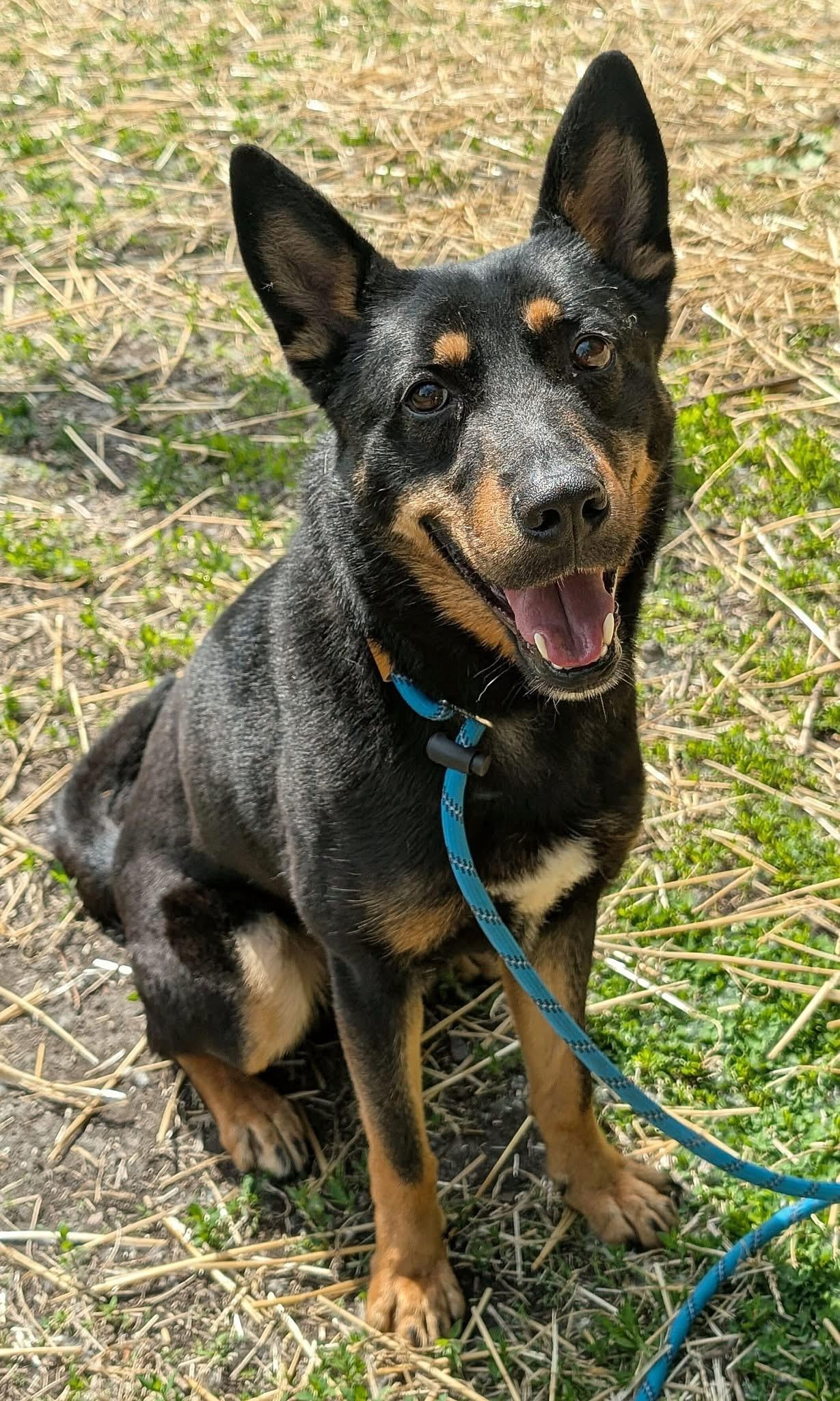 Enlarge Sultan, an adopted German Shepherd Dog in Chicago, IL image 2/5