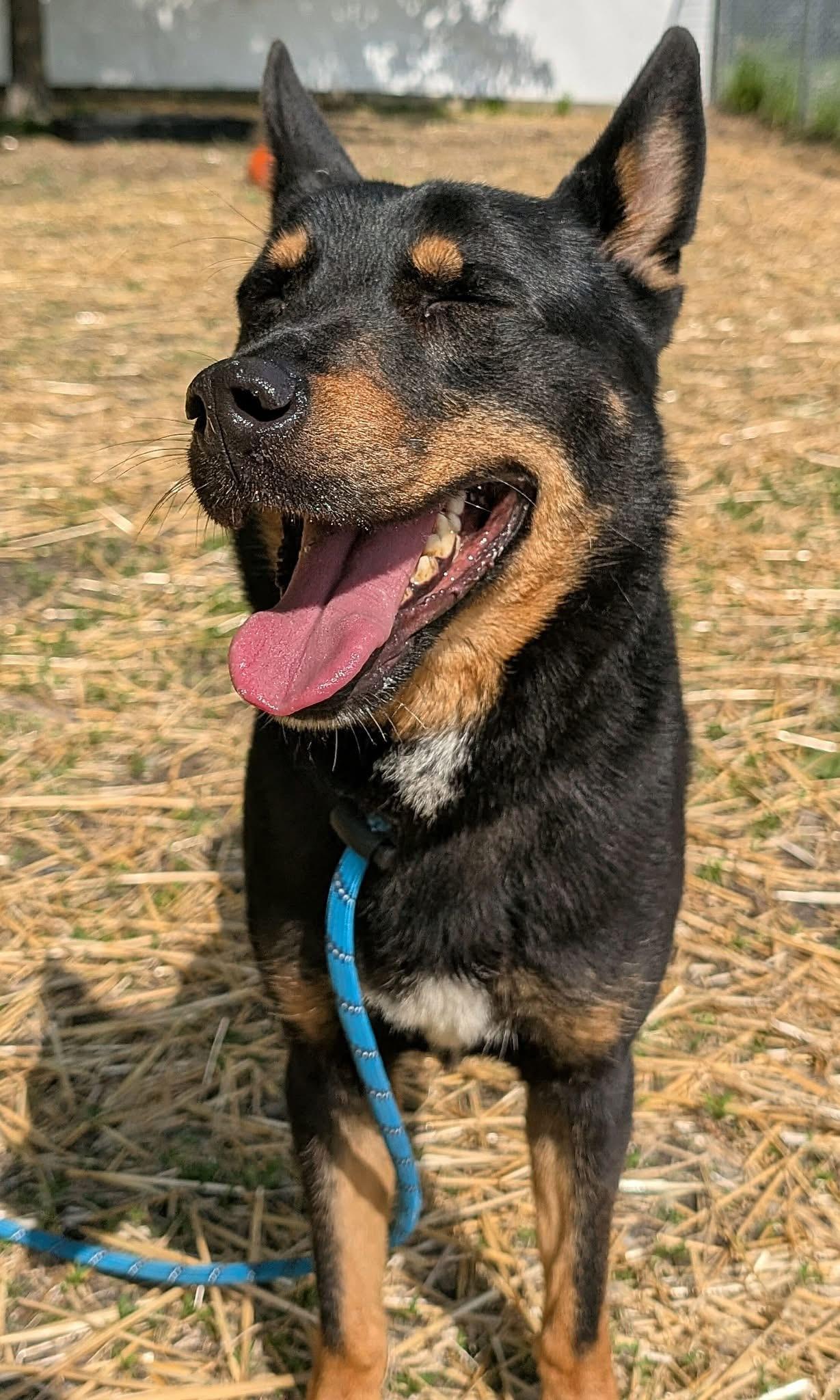 Enlarge Sultan, an adopted German Shepherd Dog in Chicago, IL image 3/5