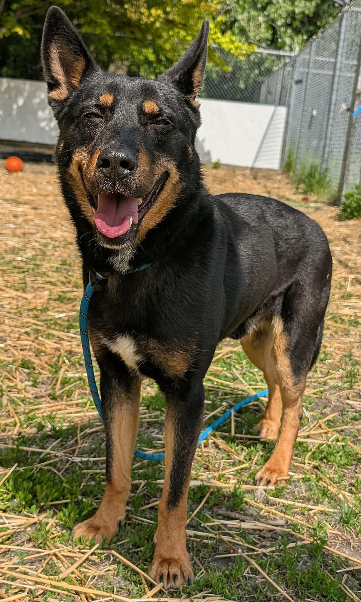 Enlarge Sultan, an adopted German Shepherd Dog in Chicago, IL image 4/5
