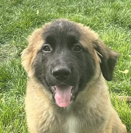 HERCULES - Needs a forever home!, adopted, Puppy Male Saint Bernard & German Shepherd Dog.