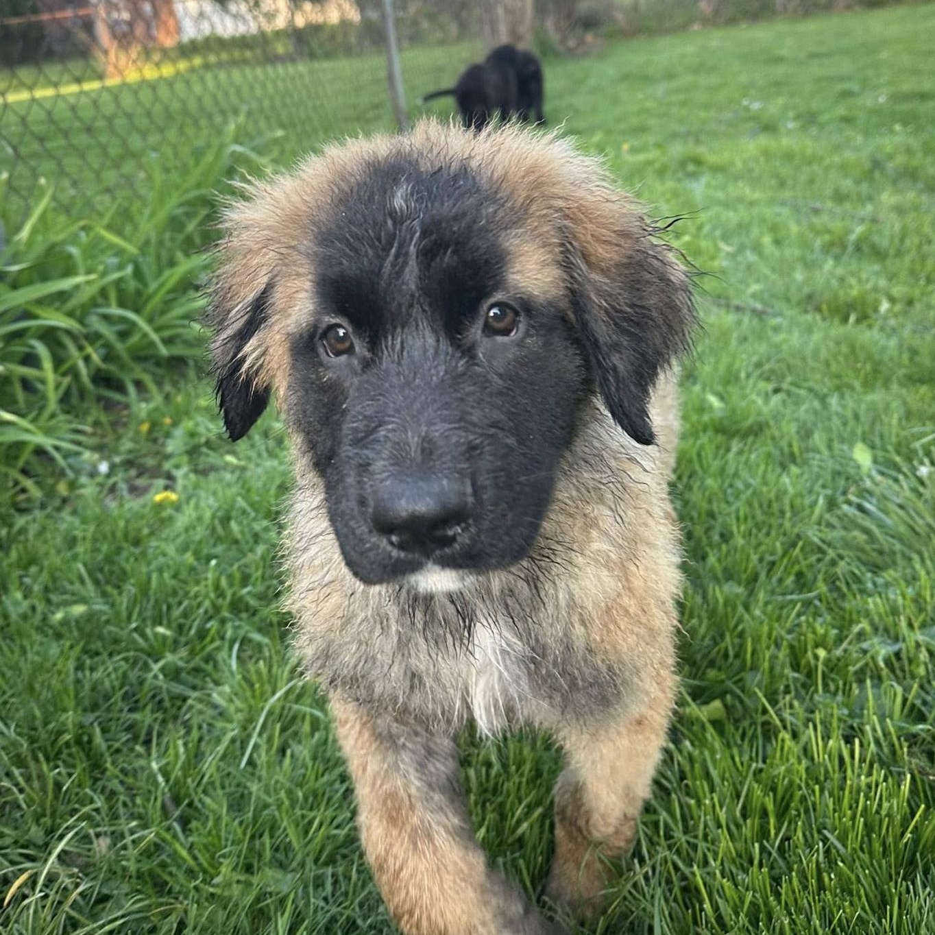 Enlarge HERCULES - Needs a forever home!, an adopted mixed breed in Birmingham, MI image 3/3