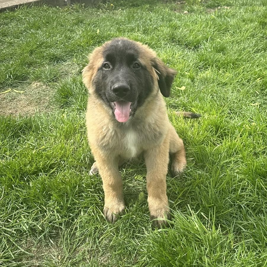 Enlarge HERCULES - Needs a forever home!, an adopted mixed breed in Birmingham, MI image 2/3