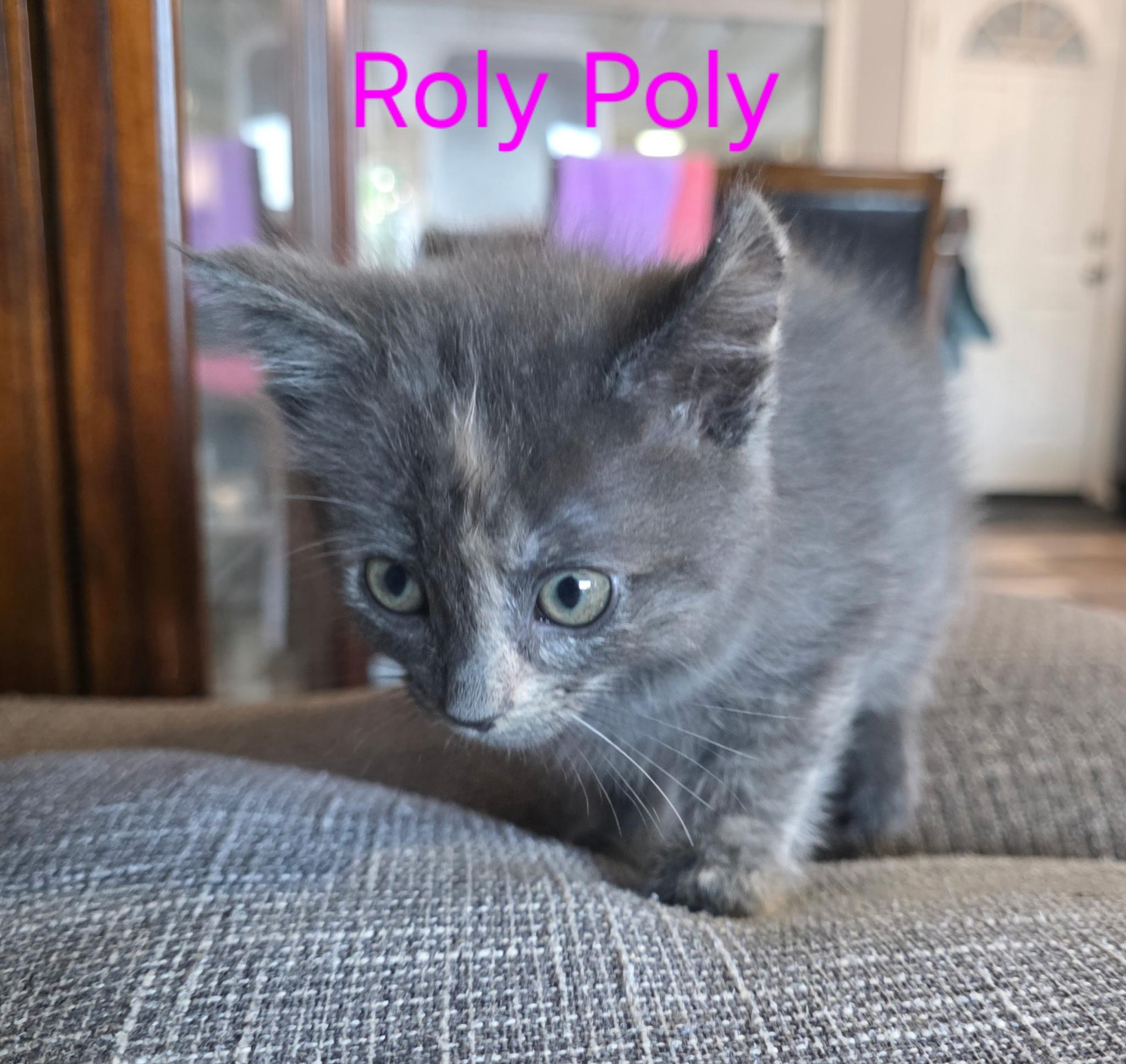 Enlarge Roly Poly, a Adoptable Domestic Short Hair in Heyburn, ID image 1/1