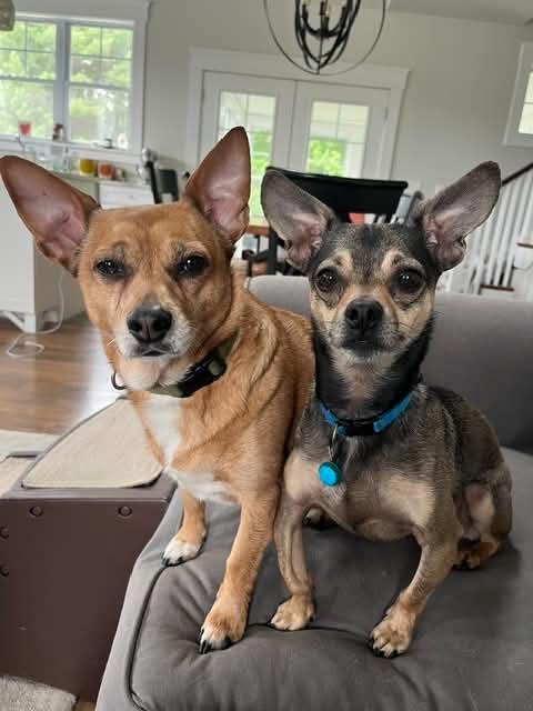 Enlarge Dobby, a ADOPTABLE mixed breed in Brunswick, ME image 1/1