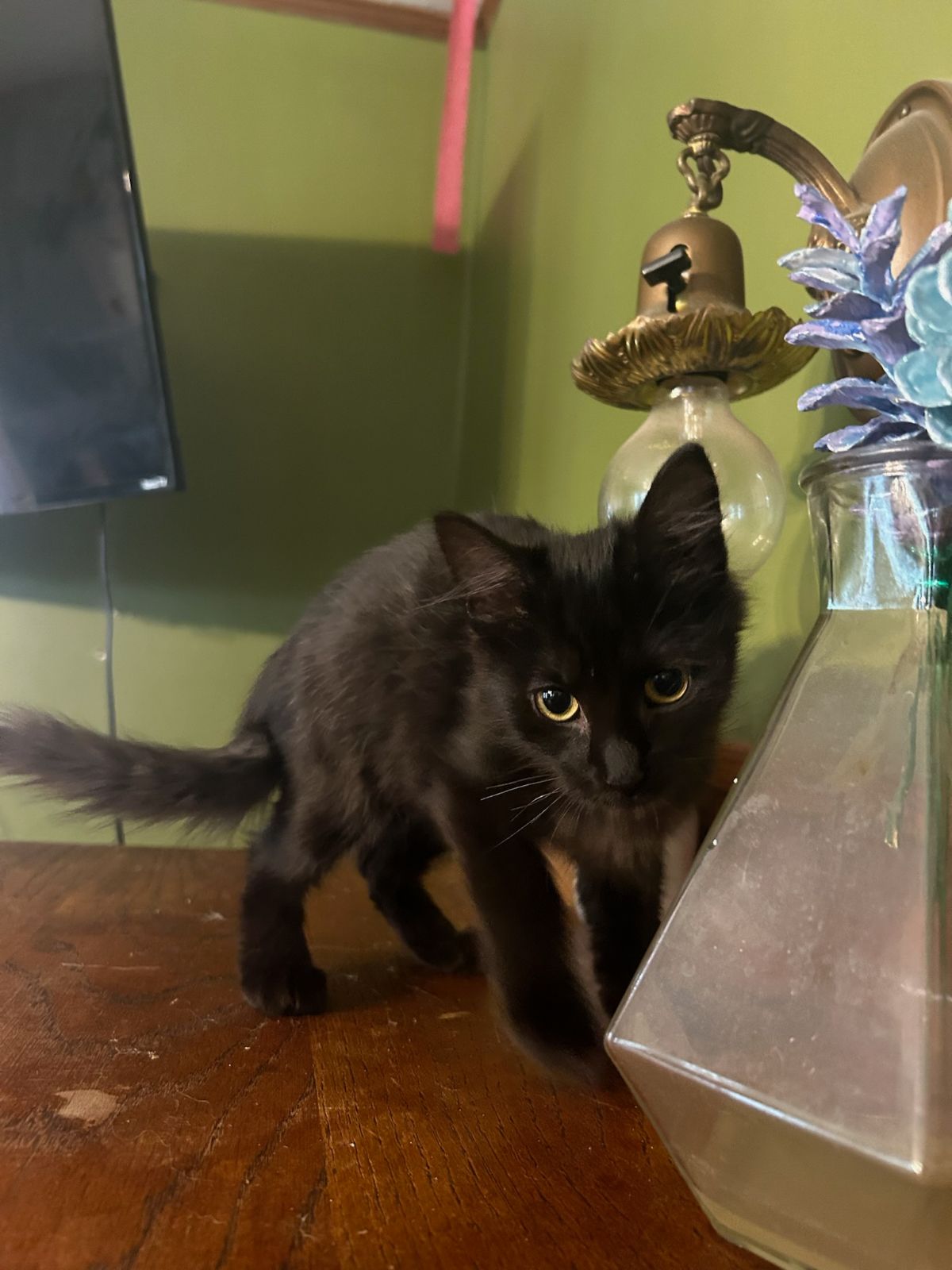Morticia, an adopted Domestic Medium Hair in Omaha, NE_image-1