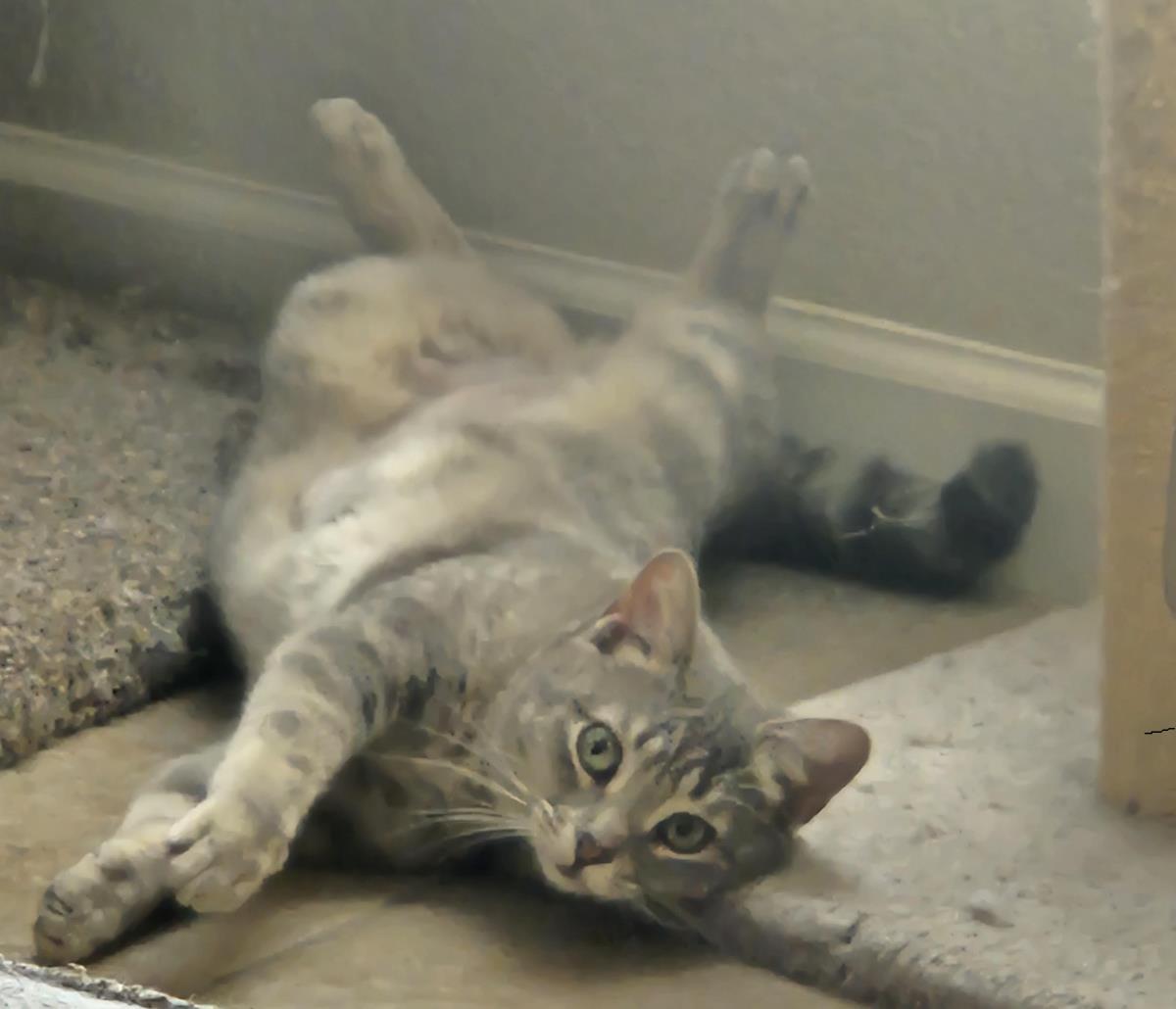 Sirena Jimenez, Adoptable, Young Female Domestic Short Hair & Russian Blue.