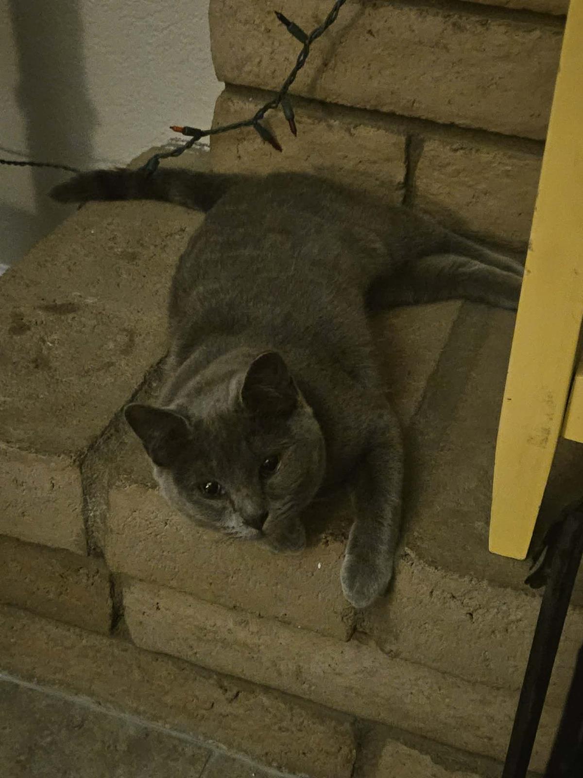 Sirena Jimenez, Adoptable, Kitten Female Domestic Short Hair & Russian Blue.