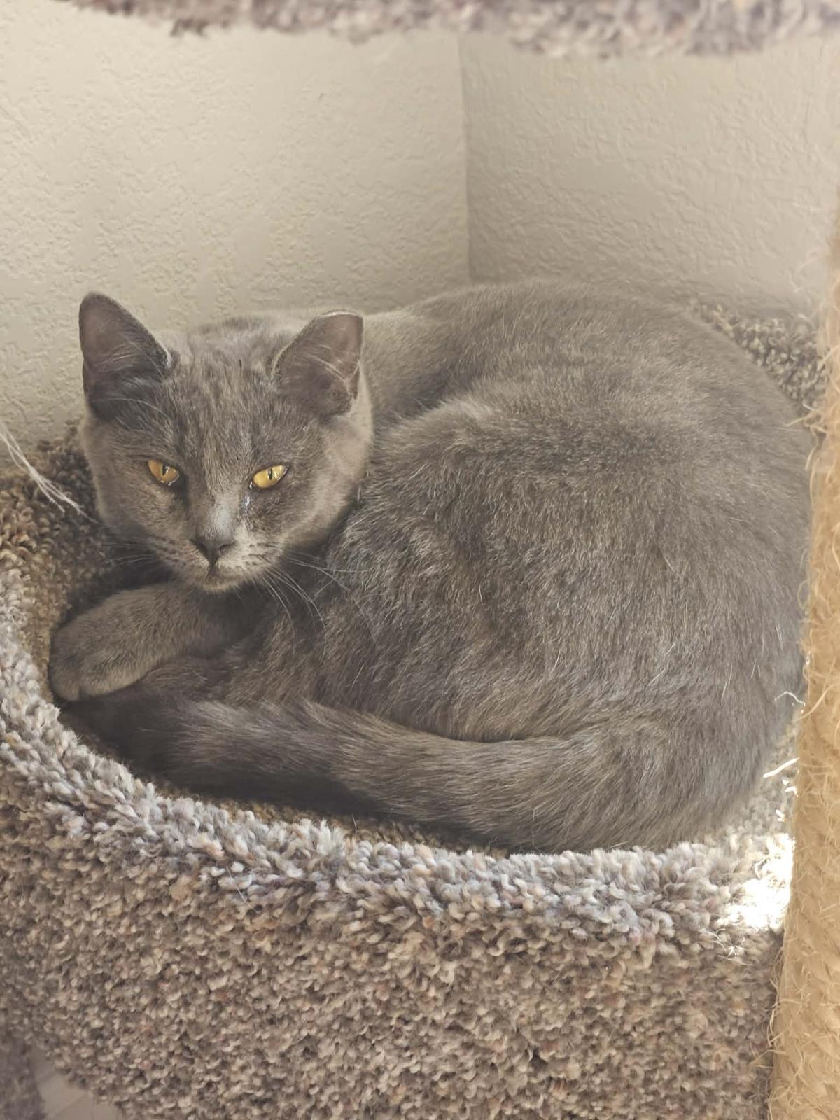 Sirena Jimenez, a Adoptable mixed breed in Chandler, AZ image 2/3